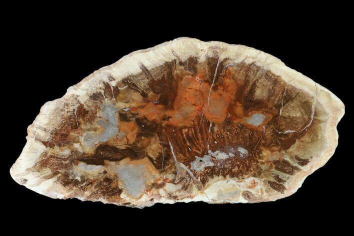 Petrified Horsetail (Calamites?) From Madagascar - Rare! #139610